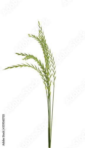 meadow grass isolated