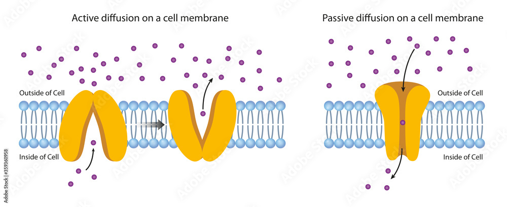 Diffusion Across the Plasma Membrane. JPG illustration Diffusion Across the Plasma Membrane. JPG illustration