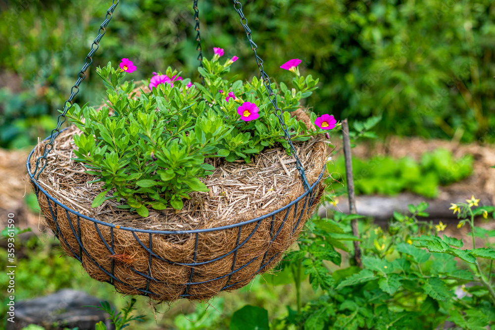 Small, Deep Pink Million Bells flowers growing in hanging basket in the garden. The Calibrachoa bell like flowers are like miniature petunias. Surrounded by healthy green leaves. Bokeh background. Small, Deep Pink Million Bells flowers growing in hanging basket in the garden. The Calibrachoa bell like flowers are like miniature petunias. Surrounded by healthy green leaves. Bokeh background.