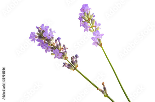 lavender isolated © ksena32