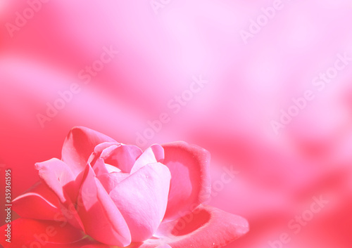 Romantic blurred horizontal background with red rose