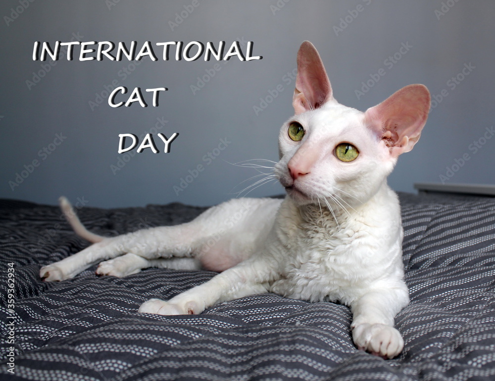 A white Cornish Rex cat is lying on a gray blanket. The Inscription International Cat Day. Concept of cat day celebration on August 8
