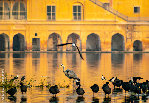 Canvas Print The view of a Grey Heron with other birds swimming in front of the Jal Mahal, Ja