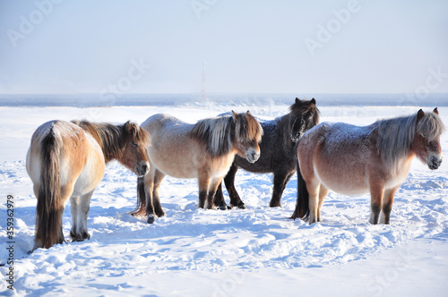 Yakutian horses grazing in the winter field farm near the village of Oymyakon. Native horse breed from the Siberian Sakha Republic  that can survive without shelter in temperatures -70 degrees Celsius