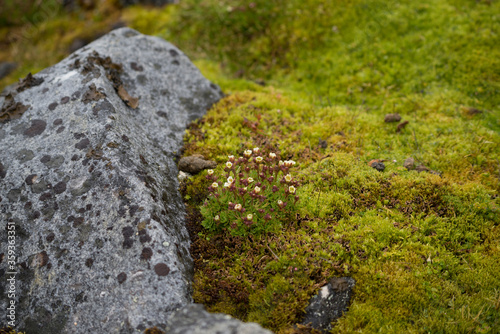 Ground covered with green moss and flowers and stones. Arctic summer on Spitsbergen.