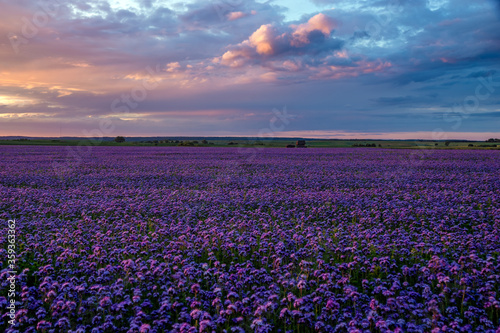 Beautiful sunset over a field of blooming phacelia, a landscape reminiscent of lavender fields