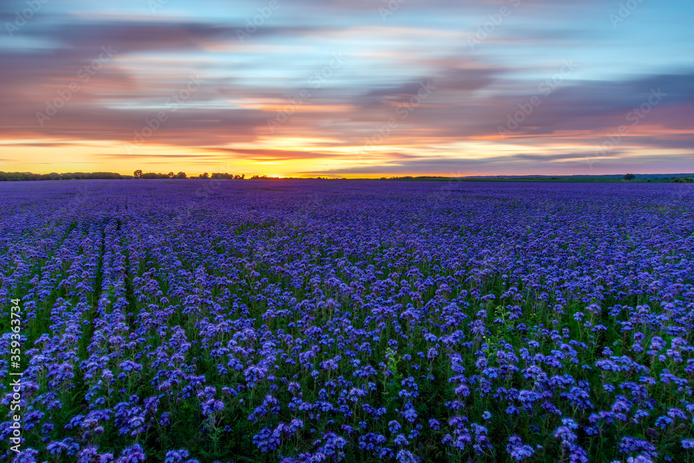 Naklejka premium Beautiful sunset over a field of blooming phacelia, a landscape reminiscent of lavender fields