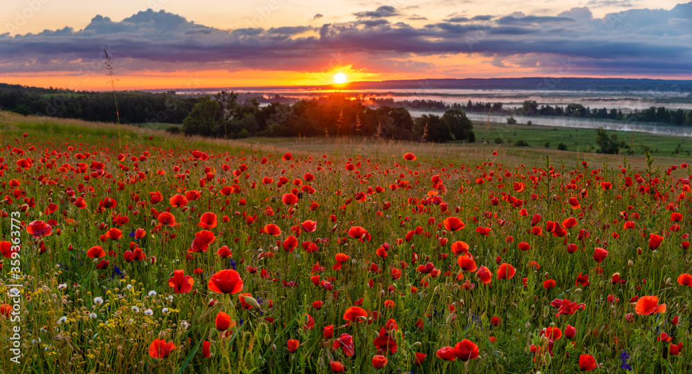 sunrise over the valley of blooming wild poppies, in the background the rising sun and beautiful morning fog	