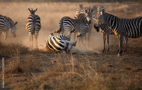 A heard of Zebra  Equus quagga  in the later afternoon rolling in the red dirt of Kenya.