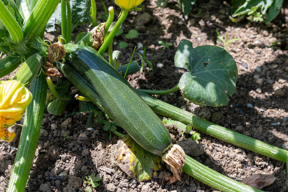 Obraz premium Zucchini im Garten