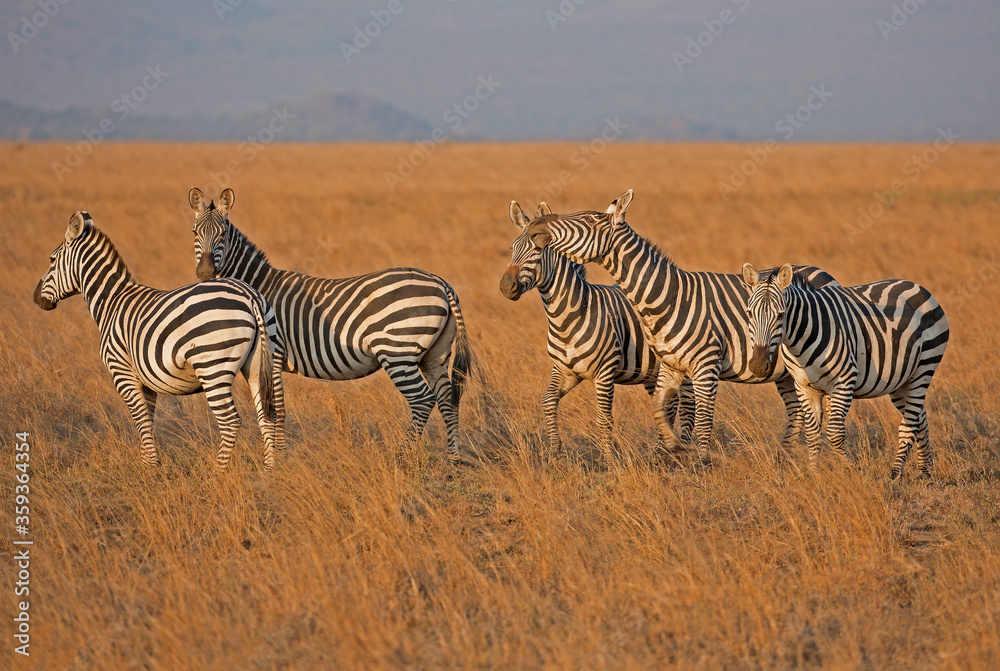 A heard of Zebra (Equus quagga) in the later afternoon, Kenya. A heard of Zebra (Equus quagga) in the later afternoon, Kenya.