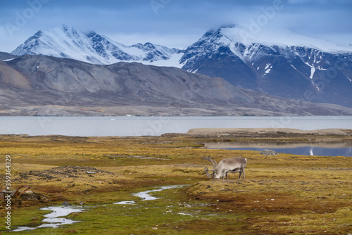 Fototapeta Naklejka Na Ścianę i Meble -  Spitsbergen reindeer standing in the Arctic tundra and eating moss. The fjord an mountains in the background. Location is Ny-Ålesund at 79 degree North.