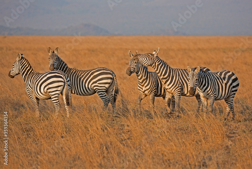 A heard of Zebra  Equus quagga  in the later afternoon  Kenya.