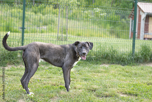 Hunde steht auf Weise und schaut in die Kamera photo