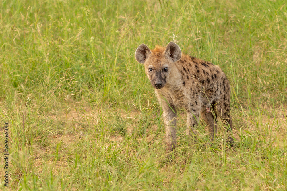 Portrait of a spotted hyaena (Crocuta crocuta) relaxing on a road in the Kruger National Park, South Africa. Portrait of a spotted hyaena (Crocuta crocuta) relaxing on a road in the Kruger National Park, South Africa.