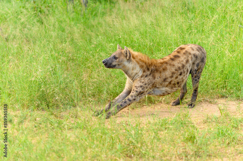Portrait of a spotted hyaena (Crocuta crocuta) relaxing on a road in the Kruger National Park, South Africa. Portrait of a spotted hyaena (Crocuta crocuta) relaxing on a road in the Kruger National Park, South Africa.