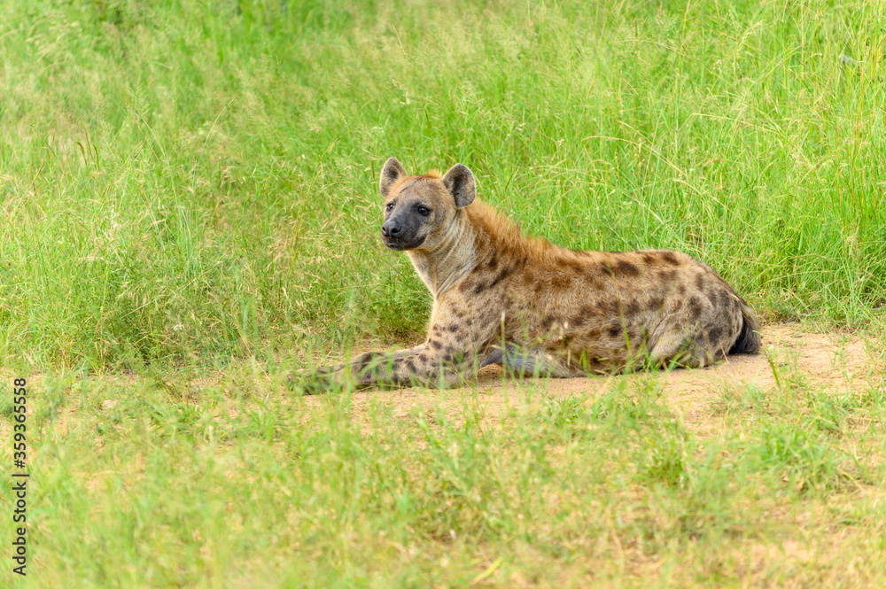 Portrait of a spotted hyaena (Crocuta crocuta) relaxing on a road in the Kruger National Park, South Africa. Portrait of a spotted hyaena (Crocuta crocuta) relaxing on a road in the Kruger National Park, South Africa.