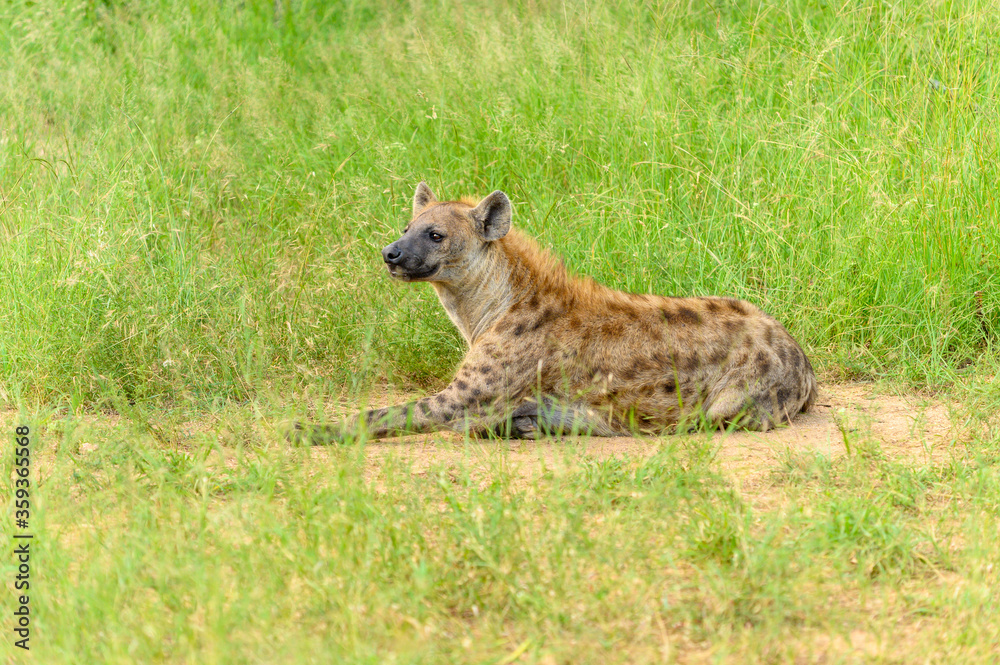 Portrait of a spotted hyaena (Crocuta crocuta) relaxing on a road in the Kruger National Park, South Africa. Portrait of a spotted hyaena (Crocuta crocuta) relaxing on a road in the Kruger National Park, South Africa.