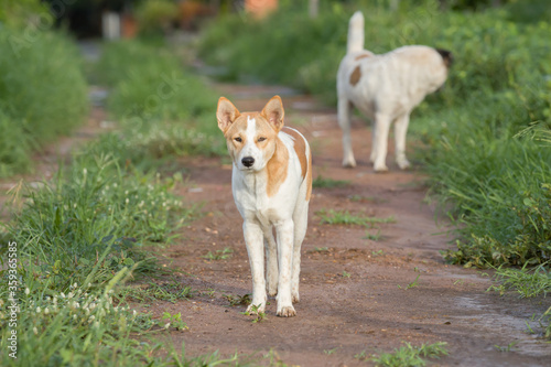 Thai dog are standing and looking © Sakchai