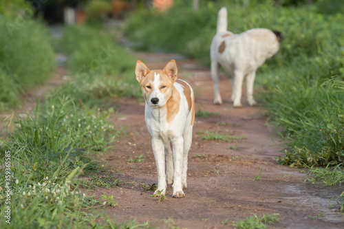 Thai dog are standing and looking