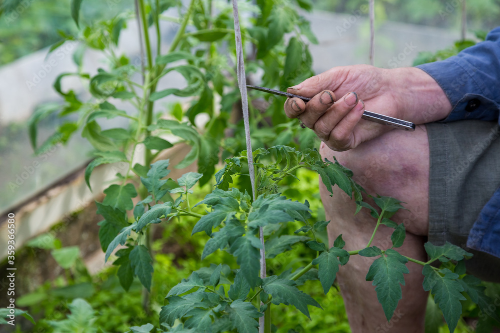 men adult pinch and remove suckers on tomato plant