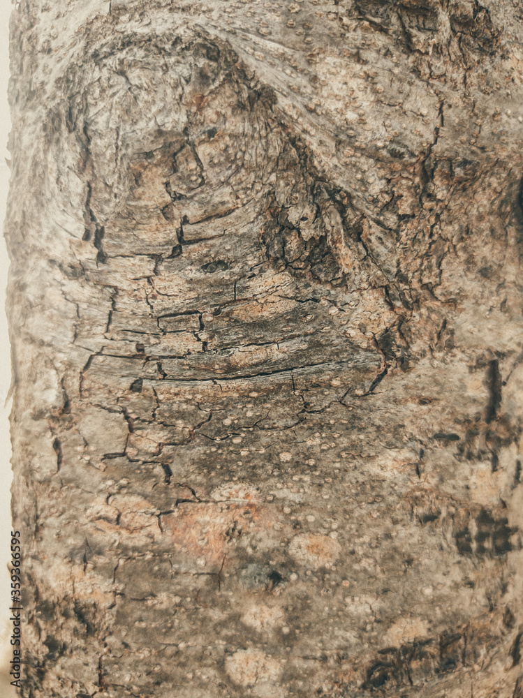 Beautiful view of closeup gray-brown tree bark texture. Stories vertical format. Ideal for use in the design, wallpaper and background