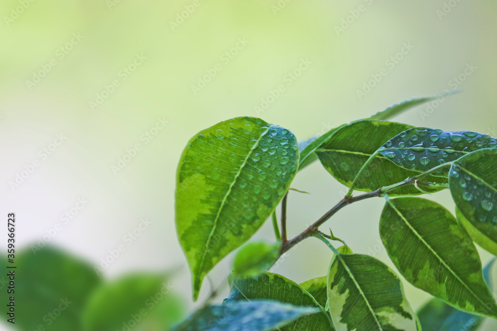 Selective focus. Ficus tree leaves in large drops of water. Weeping fig, benjamin fig (Ficus benjamina). Close-up. Natural background. Selective focus. Ficus tree leaves in large drops of water. Weeping fig, benjamin fig (Ficus benjamina). Close-up. Natural background.