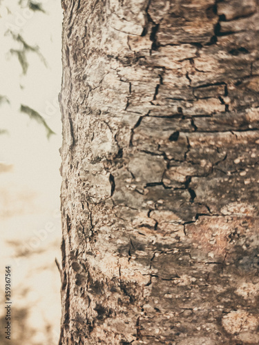 Beautiful view of closeup gray-brown tree bark texture. Stories vertical format. Ideal for use in the design, wallpaper and background
