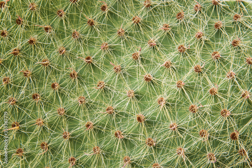 Wallpaper Mural Close-up of cactus needles. Background, texture. Natural pattern, geometry. Torontodigital.ca