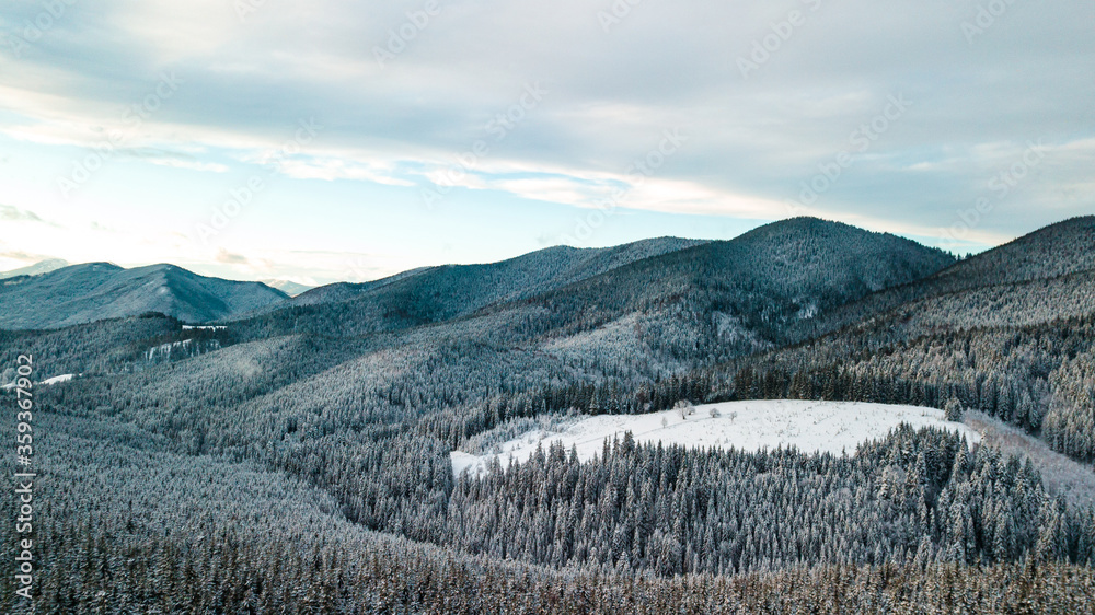Carpathian mountains winter. Snow coniferous forest at sunset.