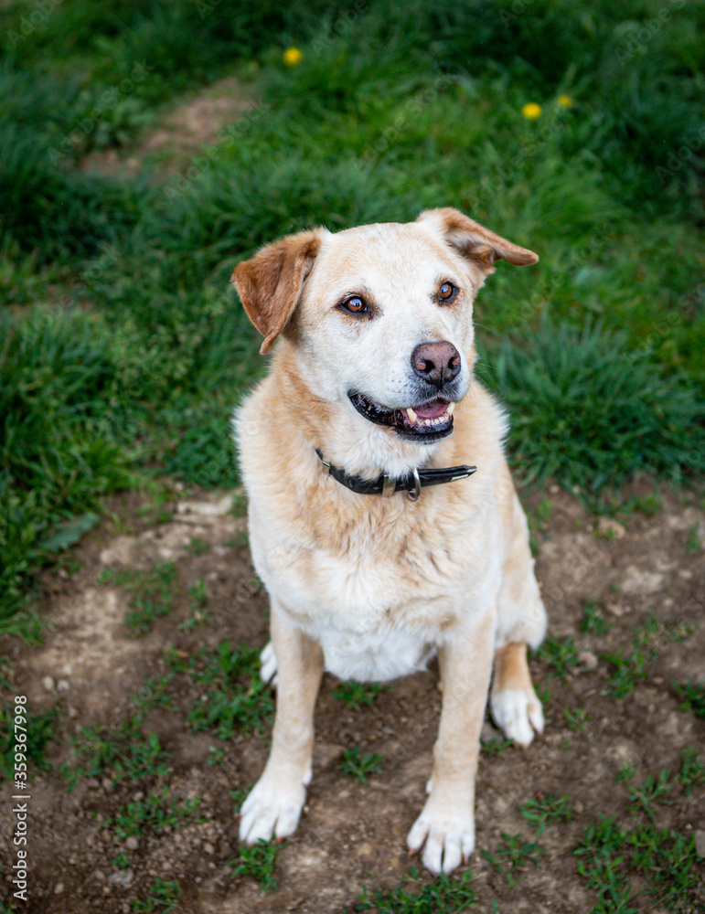 Labrador sitzt auf Wiese und schaut freundlich nach oben Labrador sitzt auf Wiese und schaut freundlich nach oben