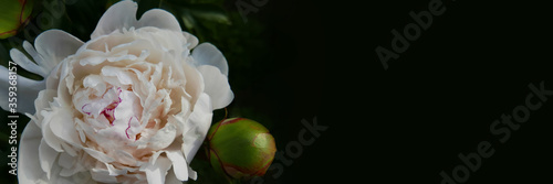 Velvet white peony flower with a green bud on a dark background. Close up, there is a place for inscription. Poster.