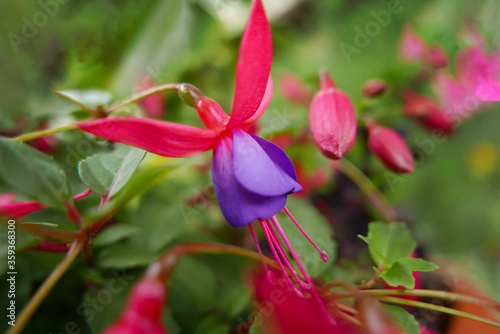 Fuchsia flower close-up on a blurred green background. Close up side view. Poster or postcard.
