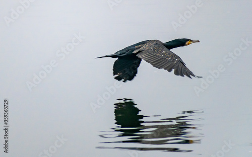 Cormorants flying over a lake in India