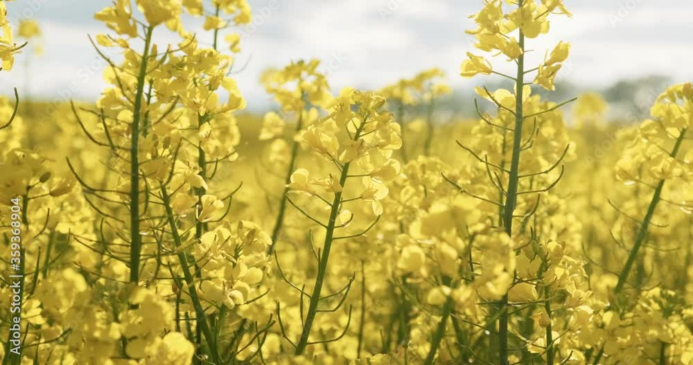Blooming canola flowers. Rapeseed in agricultural field in summer, close up. Flowering rapeseed Blooming canola flowers. Rapeseed in agricultural field in summer, close up. Flowering rapeseed