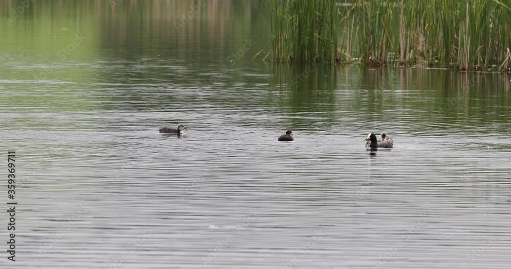 chicken of water bird Eurasian coot, Fulica atra on pond, mother feeding babies in with spring pond. Czech Republic, Europe Wildlife chicken of water bird Eurasian coot, Fulica atra on pond, mother feeding babies in with spring pond. Czech Republic, Europe Wildlife