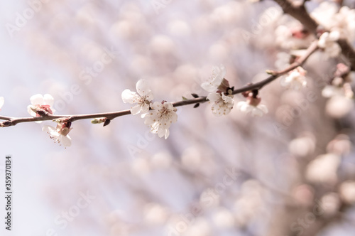 Floral spring background, soft focus. Branches of blossoming bird-cherry in vintage light blue pastel colors. Delicate elegant image of spring.