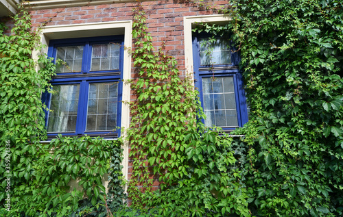Virginia creeper and old window