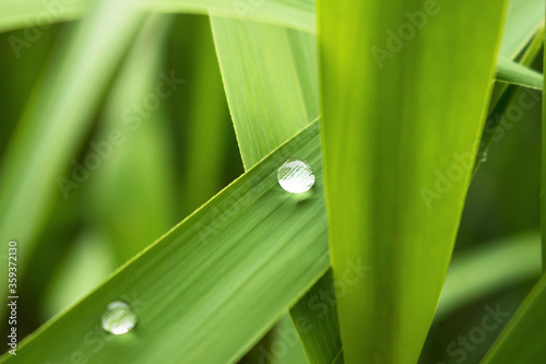 A water drop on a fresh leaf after rain，zen
