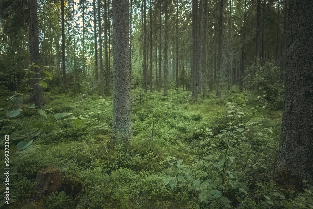 Green forest with shrubs and fir trees Green forest with shrubs and fir trees