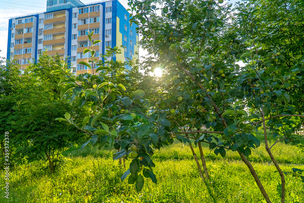 Fototapeta premium young Apple trees on the background of the city
