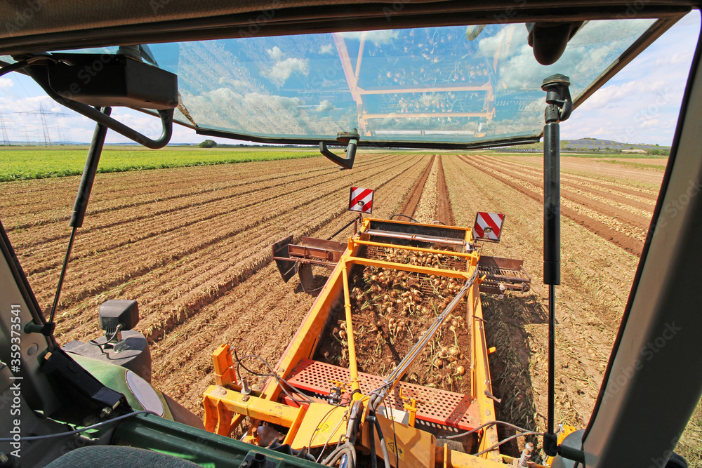 Fototapeta premium Landwirtschaftliche Zwiebelernte (Zwiebel Roden)