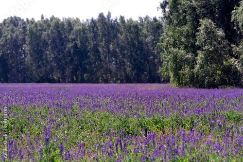 endless fields of purple flowers
