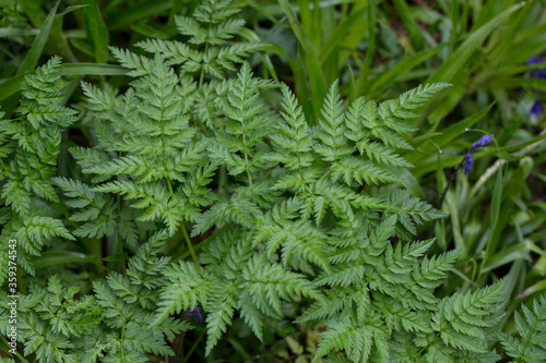 Beauty Of Nature Green Leaves