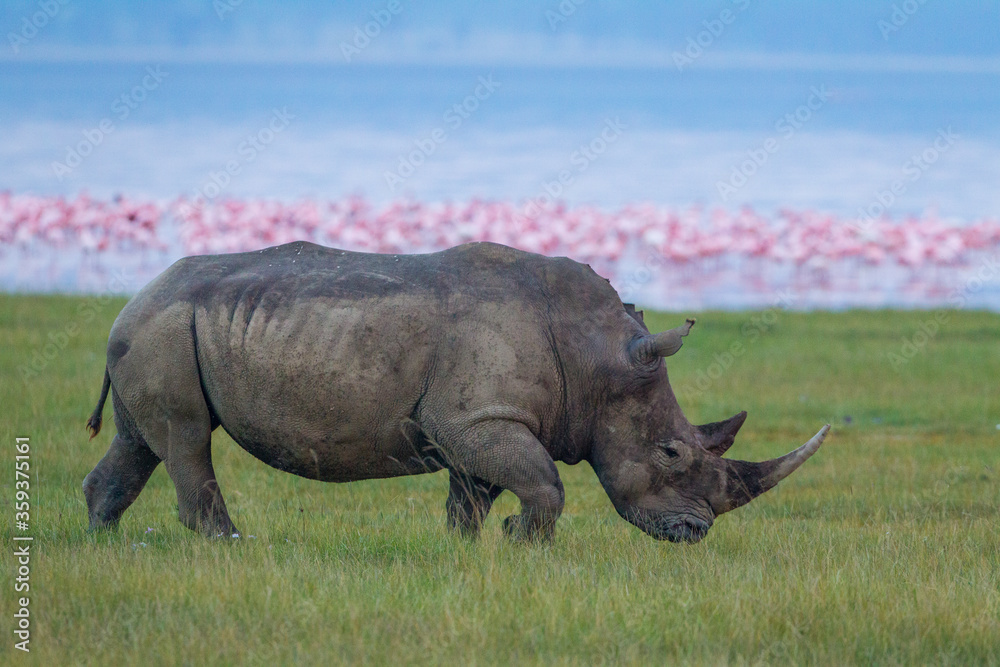 Fototapeta premium One adult white rhino walking with the Lake Nakuru and pink flamingos in the background in Kenya