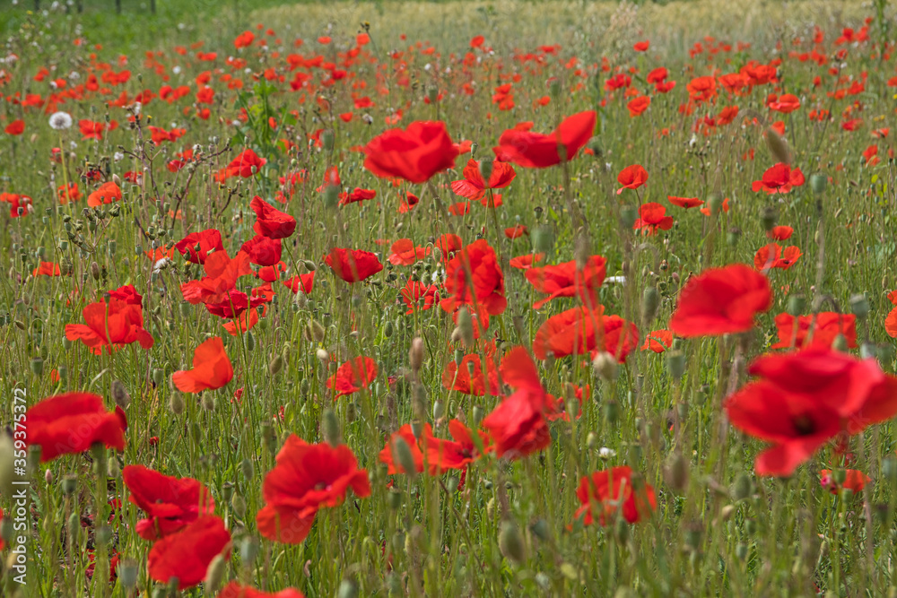 Fototapeta premium Mohnfeld im Elsass in Plobsheim