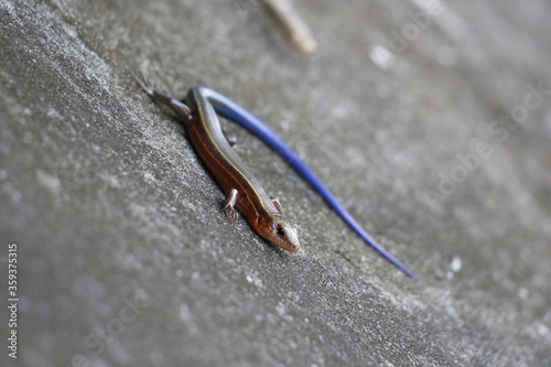 西表島で見つけたイシガキトカゲ