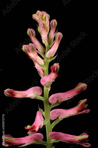 Common Fumitory (Fumaria officinalis). Inflorescence Detail Closeup photo