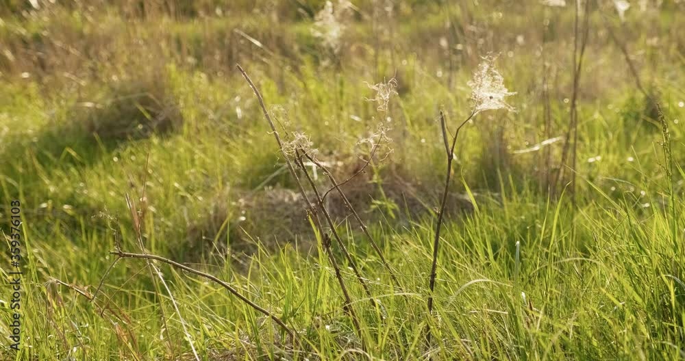 Dry grass in summer in green field Dry grass in summer in green field