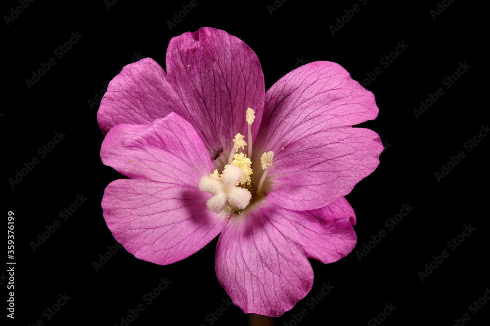 Obraz premium Great Willowherb (Epilobium hirsutum). Flower Closeup